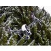 Учёные надеются посадить лес с помощью дронов-осеменителей